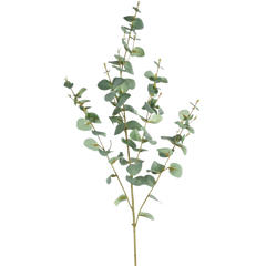 Kunst Eucalyptus