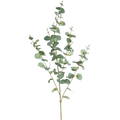 Kunst Eucalyptus