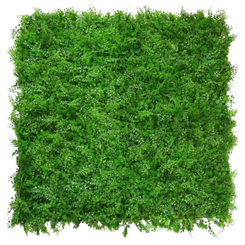 Een dichte, vierkante patch van levendig groen gebladerte, van bovenaf gezien, met weelderige bladeren die een gestructureerd, natuurlijk oppervlak vormen tegen een witte achtergrond.