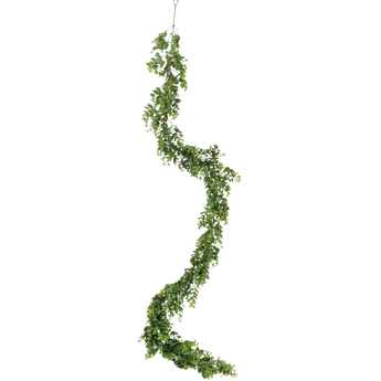 Een lange, groene slinger van bladeren hangt verticaal tegen een effen witte achtergrond.