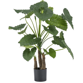 Een potplant met grote, groene, hartvormige bladeren aan dikke stengels, geplaatst in een zwarte plastic pot tegen een effen witte achtergrond.