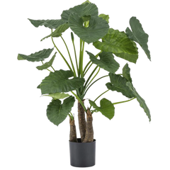 Kunst Alocasia