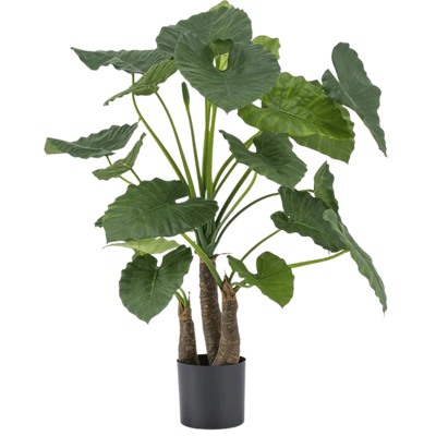 Kunst Alocasia