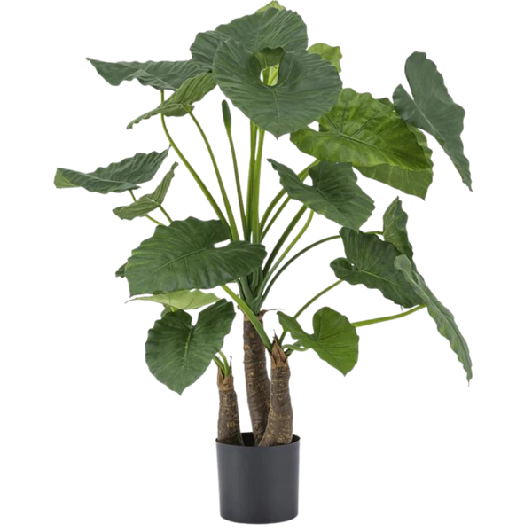 Kunst Alocasia
