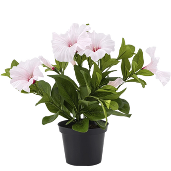 Een potplant met weelderige groene bladeren en verschillende lichtroze hibiscusbloemen, weergegeven in een eenvoudige zwarte pot tegen een witte achtergrond.