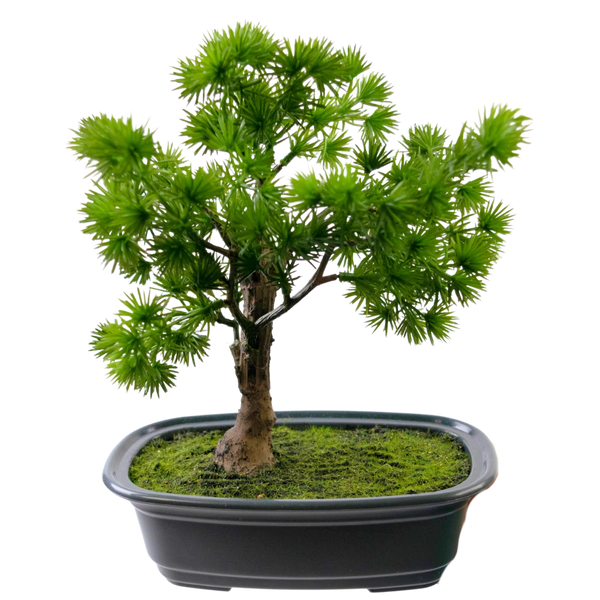 Kunst Bonsai