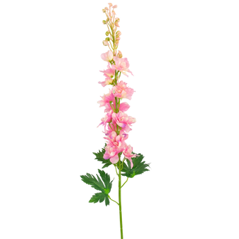 Een enkele steel van een roze delphinium bloem met meerdere bloesems en groene bladeren, weergegeven op een witte achtergrond.