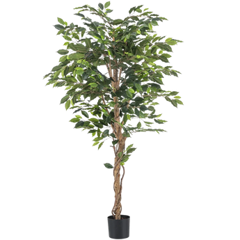 Hoge kunstboom in pot met gedraaide bruine stam en dichte groene bladeren, in een kleine zwarte pot, tegen een effen witte achtergrond.