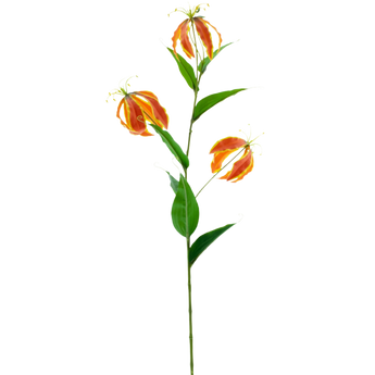 Een enkele hoge groene stengel met meerdere langwerpige bladeren en drie levendige oranje en gele bloemen met golvende, puntige bloemblaadjes tegen een effen witte achtergrond.