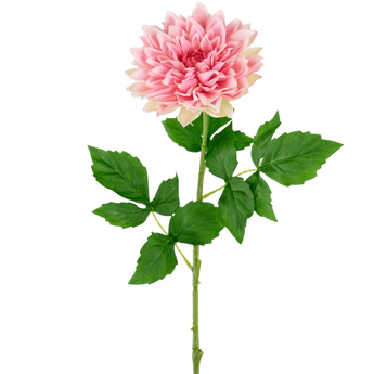 Een enkele roze dahlia bloem met meerdere bloemblaadjes en een lange groene steel, versierd met verschillende groene bladeren, geïsoleerd op een witte achtergrond.