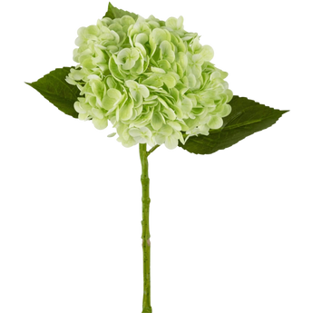 Een enkele lichtgroene hortensiabloem met een ronde tros bloemblaadjes, een lange groene steel en drie grote groene bladeren, tegen een effen witte achtergrond.
