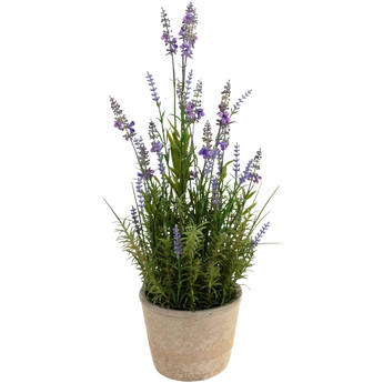 Een lavendelplant in pot met lange groene stengels en kleine paarse bloemen, geplaatst in een beige pot van keramiek tegen een witte achtergrond.