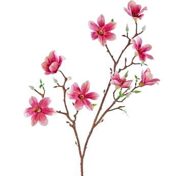Een tak met verschillende roze magnolia bloemen en knoppen, met bruine stelen en groene bladeren, geïsoleerd op een witte achtergrond.