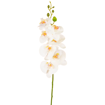Een enkele steel van witte orchideeënbloemen met gele en roze hartjes en een paar groene knoppen, tegen een effen witte achtergrond.