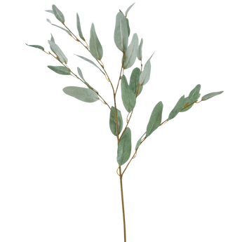 Een enkele eucalyptustak met lange, slanke groene bladeren aan dunne, bruine stelen, tegen een effen witte achtergrond.