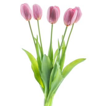 Vier roze tulpen met groene bladeren en stelen staan bij elkaar tegen een effen witte achtergrond.