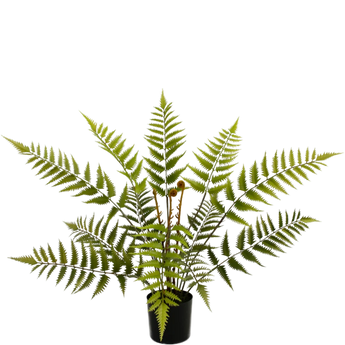Een varenplant in pot met lange, overhangende bladeren, groen en veerachtig, tegen een witte achtergrond.