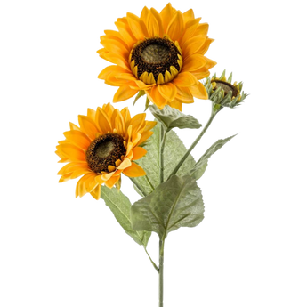 Een steel met twee felgele zonnebloemen en een knop, met groene bladeren, tegen een effen witte achtergrond.