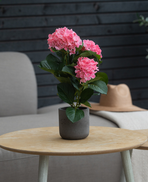De Kunstplant Hortensia Roze 35 cm staat op een ronde houten tafel voor een beige fauteuil en bruine hoed, met daarachter een donkere houten muur.