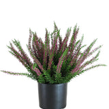 De Kunstplant Erica 33 cm is een rechtopstaande kunstplant in een zwarte pot, met bossige groene bladeren en talloze lange stelen versierd met kleine paarse en roze bloemen die zich naar buiten verspreiden.