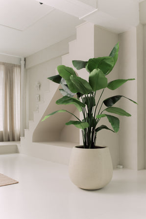 Plante artificielle Strelitzia Real Touch Deluxe 180 cm