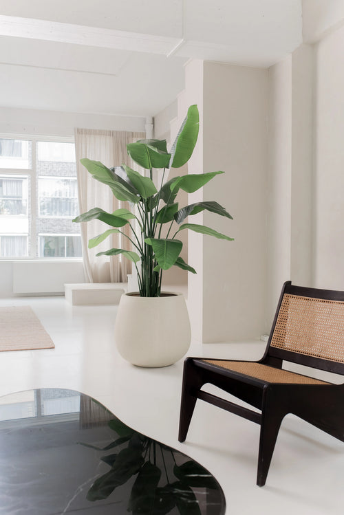 De Kunstplant Strelitzia Real Touch Deluxe 180 cm staat op een witte vloer in een lichte, minimalistische woonkamer met witte muren, transparante ramen en een donkere houten stoel met een geweven zitting en rugleuning.