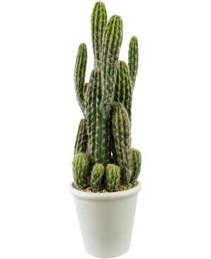 Cactus artificiel 62 cm