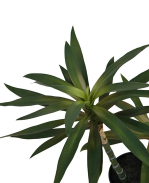 Plante artificielle Yucca gigantea 53 cm