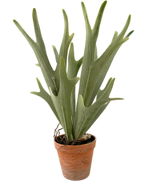 Plante artificielle Fougère Staghorn 43 cm