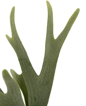 Plante artificielle Fougère Staghorn 43 cm