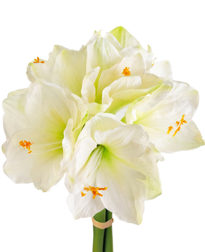 Fleur artificielle Amaryllis blanche 36 cm