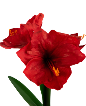 Fleur artificielle Amaryllis rouge 48 cm