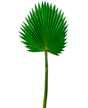 Kunstblad Washingtonia 83cm