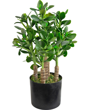 Plante artificielle Jade 45 cm