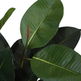 Een close-up van enkele groene bladeren van de Kunstplant Rubber 60 cm, met daarop een nieuw blad met een rode punt dat net tevoorschijn komt, tegen een witte achtergrond.