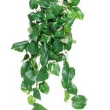 De Kunst hangplant Golden Vine Deluxe 80 cm heeft overhangende, hartvormige groene bladeren met gele schakeringen op een witte achtergrond.