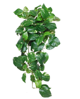 De Kunst Hangende goudrank Deluxe in pot 80 cm UV toont dichte, hartvormige groene bladeren met levendig, glanzend blad en subtiele lichtgroene schakeringen, die prachtig uit de pot omhoog komen tegen een witte achtergrond.