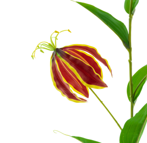 Kunstbloem Gloriosa Real Touch Rood 75 cm