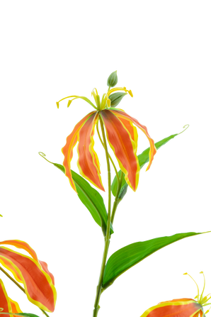 Kunstbloem Gloriosa Real Touch Oranje 75 cm