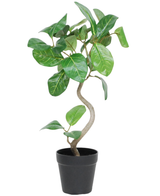 De Kunst Ficus Elastica 42 cm is een kleine potplant met een gedraaide stengel en brede, glanzend groene bladeren in een effen zwarte pot, tegen een witte achtergrond.