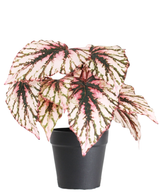 De Kunst Begonia in pot paars 25 cm UV heeft grote, puntig gemarmerde bladeren in roze, wit en groen. Gepresenteerd in een eenvoudige zwarte pot, steekt hij mooi af tegen een witte achtergrond.