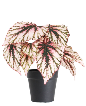 De Kunst Begonia in pot paars 25 cm UV heeft grote, puntig gemarmerde bladeren in roze, wit en groen. Gepresenteerd in een eenvoudige zwarte pot, steekt hij mooi af tegen een witte achtergrond.