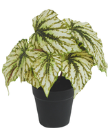 De Kunst Begonia in pot groen 25 cm UV heeft grote groen en wit gemarmerde bladeren met donkergroene nerven, gepresenteerd in een zwarte plastic pot, geïsoleerd op een witte achtergrond.