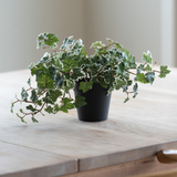 De Kunst Klimop Deluxe groen-wit in een pot van 22 cm (UV), met weelderige groene en witte bladeren, staat op een lichte houten tafel, terwijl er van links zacht natuurlijk licht naar binnen valt.