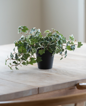 De Kunst Klimop Deluxe groen-wit in een pot van 22 cm (UV), met weelderige groene en witte bladeren, staat op een lichte houten tafel, terwijl er van links zacht natuurlijk licht naar binnen valt.
