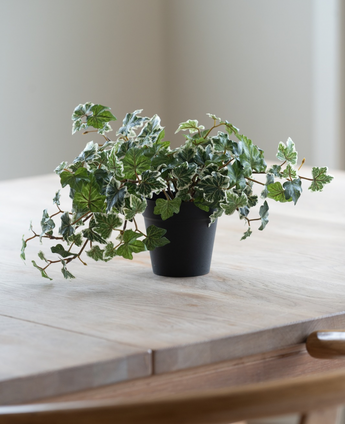 De Kunst Klimop Deluxe groen-wit in een pot van 22 cm (UV), met weelderige groene en witte bladeren, staat op een lichte houten tafel, terwijl er van links zacht natuurlijk licht naar binnen valt.