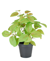 De Kunst Fittonia in pot 25 cm UV is een potplant met groene bladeren en rode nerven, weergegeven in een eenvoudige zwarte plastic pot tegen een witte achtergrond.