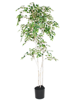 De Kunst Berkenboom "Silver" 180 cm is een hoge binnenboom in pot met slanke, lichtgekleurde stammen en dichte groene bladeren tegen een effen witte achtergrond.