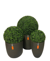 Buxus kunstbol Romeinse stijl UV D30cm