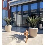 Een bruinzwart gestreepte kat loopt op een zonnige patio met twee Kunstplant Agava Pandora UV 85 cm potplanten, voor glazen deuren die huizen en lucht weerspiegelen.